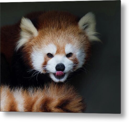 Red Panda Metal Print featuring the photograph Red Panda Tongue Out by CR Courson