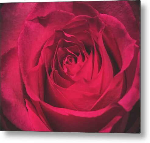 Red Metal Print featuring the photograph Red Rose by Anamar Pictures