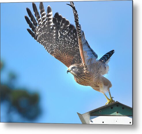 Red Shoulder Hawk Metal Print featuring the photograph Red Shoulder Hawk Taking Off by Jerry Griffin