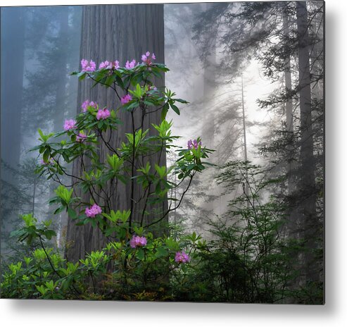Trees Metal Print featuring the photograph Rhodie Crown by Chuck Jason