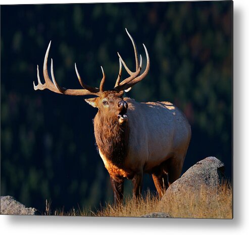 Rocky Mountain Bull Elk Bugling Metal Print featuring the photograph Rocky Mountain Bull Elk bugling by Gary Langley
