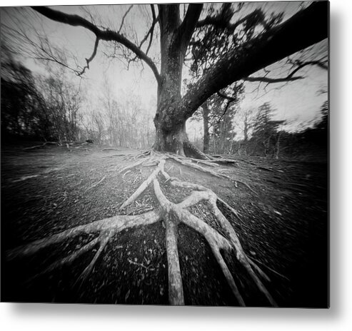  Metal Print featuring the photograph Rooted Down by Will Gudgeon
