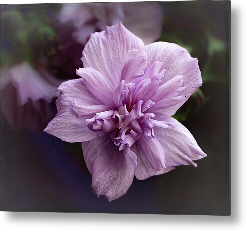 Rose Of Sharon Metal Print featuring the photograph Rose of Sharon by Cheri Freeman