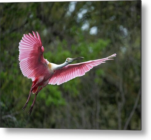  Metal Print featuring the photograph Roseate Flight by Jim Miller