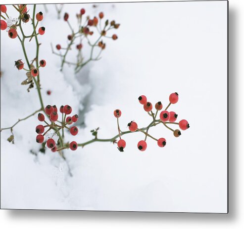Rosehips Metal Print featuring the photograph Rosehips in Snow by Lupen Grainne