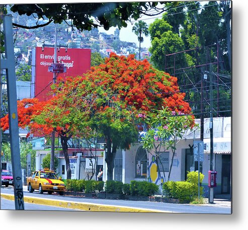 Streetscape Metal Print featuring the photograph Royal Poinciana Tree by Rosanne Licciardi