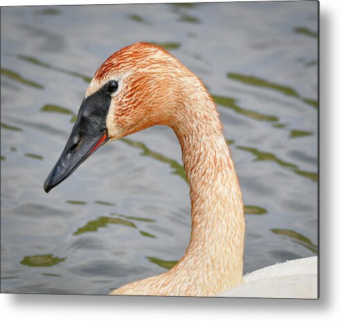 Rusty Neck Swan Metal Print featuring the photograph Rusty Neck Swan by Michelle Wittensoldner