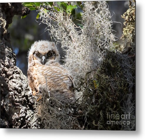 Owlet Metal Print featuring the photograph Safety Harbor Owlet Gets Its Colors by L Bosco