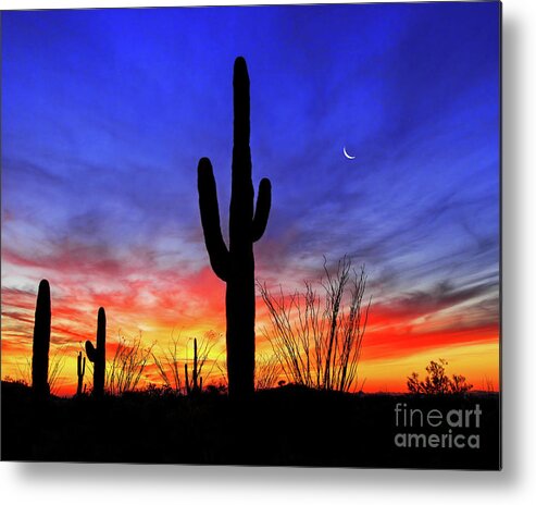 Moon Metal Print featuring the photograph Saguaro Ocotillo Sunset Crescent Moon, Arizona by Don Schimmel