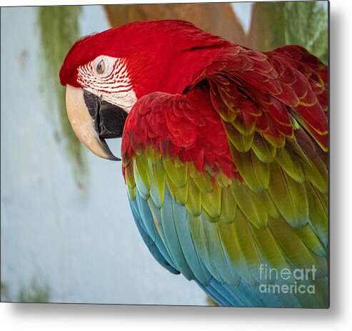 Scarlet Macaw Metal Print featuring the photograph Scarlet Macaw at the Sarasota Jungle Gardens 2 by L Bosco