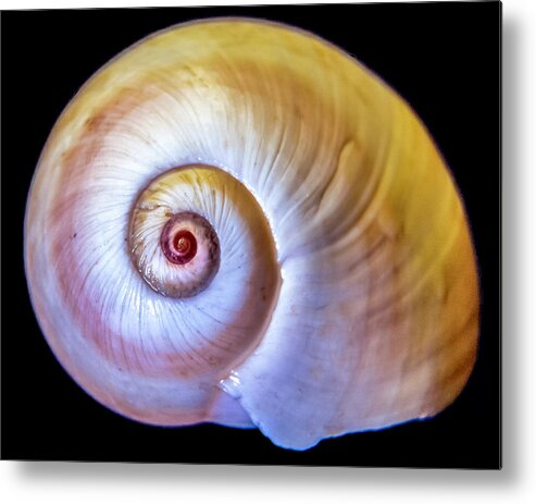 Seashell Metal Print featuring the photograph Sea Shell by WAZgriffin Digital