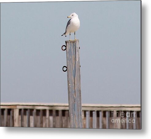 Seagull Metal Print featuring the photograph Seagull Sunning by Catherine Wilson