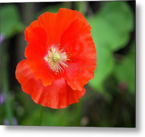 Shirley Poppy Metal Print featuring the photograph Shirley Poppy 2022-1 by Thomas Young