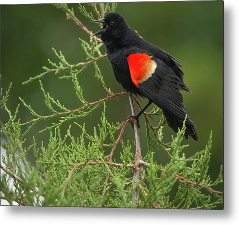 Wildlife Metal Print featuring the photograph Singing Red-winged Blackbird by Kristia Adams