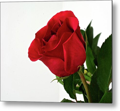 Single Red Rose Wall Art Metal Print featuring the photograph Single Red Rose by Gwen Gibson