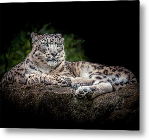 Animal Metal Print featuring the photograph Snow Leopard on the rocks by Chris Boulton