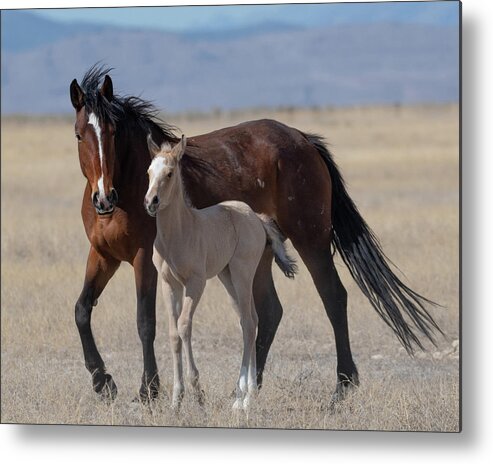 Wild Horses Metal Print featuring the photograph So Proud by Mary Hone