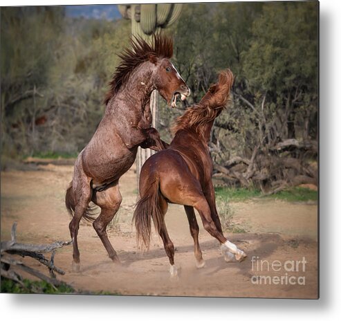 Horse Metal Print featuring the photograph Sparring Language by Lisa Manifold