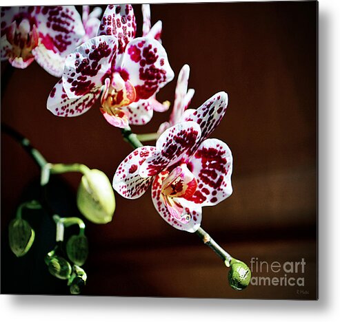 Orchid Metal Print featuring the photograph Spotted Purple Orchid by Ramona Matei