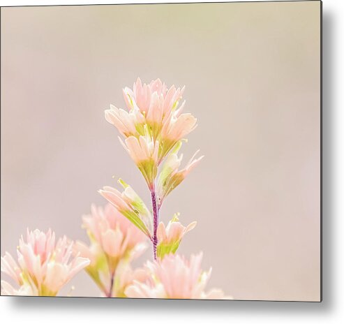 Spring Metal Print featuring the photograph Spring Palette by Holly Ross