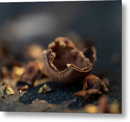 Nature Metal Print featuring the photograph Squirrel Lunch 2 by Amelia Pearn