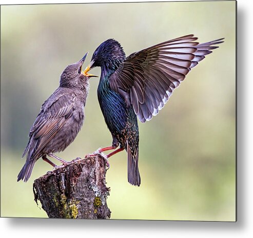 Starlings Metal Print featuring the photograph Starlings by Grant Glendinning
