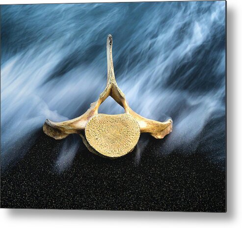 Atlantic Ocean Metal Print featuring the photograph Still Life, Land and Sea by Dee Potter