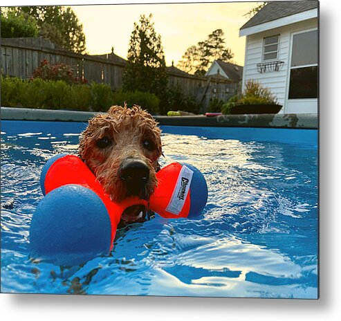 Goldendoodle Metal Print featuring the photograph Suburban Aqua Fetch by Lee Darnell