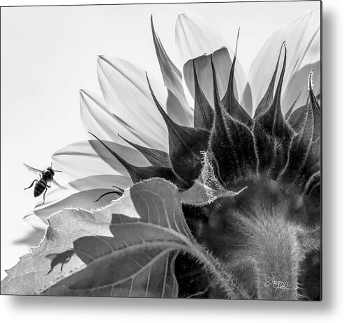 Sunflower Metal Print featuring the photograph Sunflower and the Busy Bee by Shara Abel