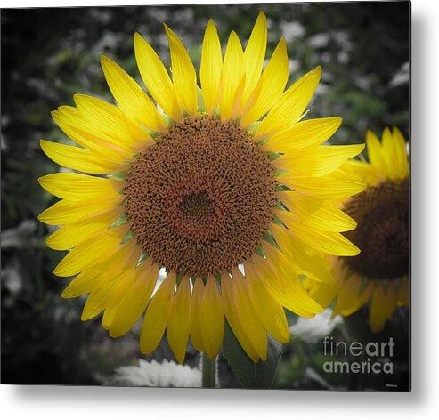 Sunflowers Metal Print featuring the photograph Sunflower Closeup by Veronica Batterson