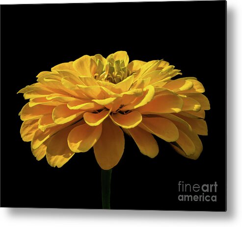 Flower Metal Print featuring the photograph Sunlit Yellow Flower by Mark Ali