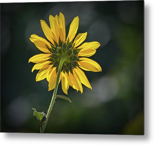 Bloom Metal Print featuring the photograph Sunny Sunflower Following the Sun by Debra Martz