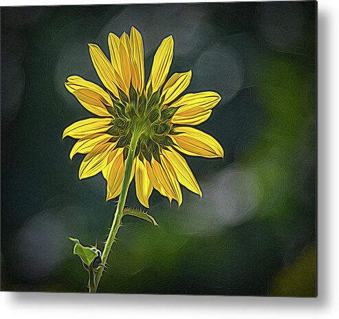 Bloom Metal Print featuring the photograph Sunny Sunflower Following the Sun With Enhancements by Debra Martz