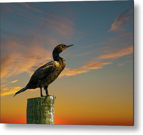 Bird Metal Print featuring the photograph Sunset Cormorant by Cathy Kovarik