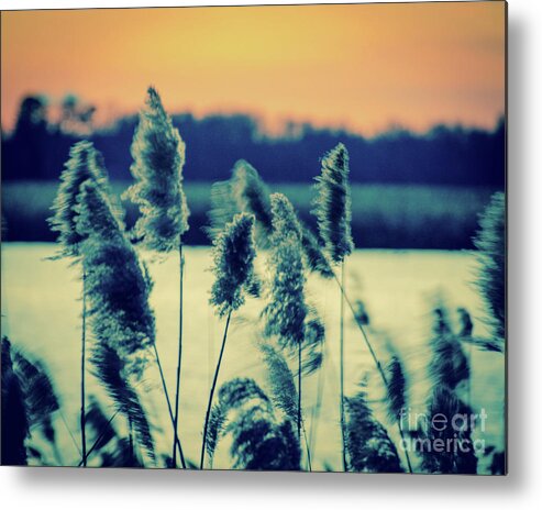 Reed Metal Print featuring the photograph Sunset on the Marsh with Grasses Movement Nature Landscape Photo by PIPA Fine Art - Simply Solid