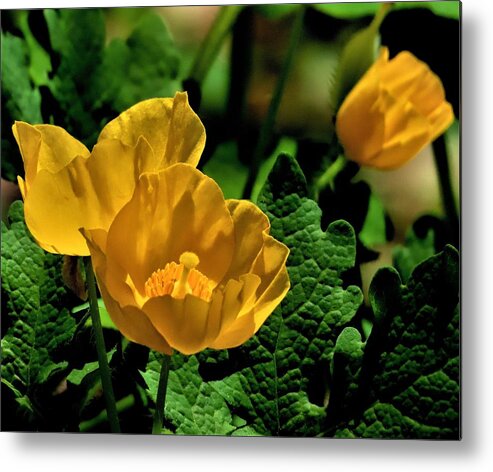 Flowers Metal Print featuring the photograph Sunshine Yellow Blooms by Linda Stern