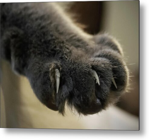 Cat Metal Print featuring the photograph Talk to the Paw by M Kathleen Warren
