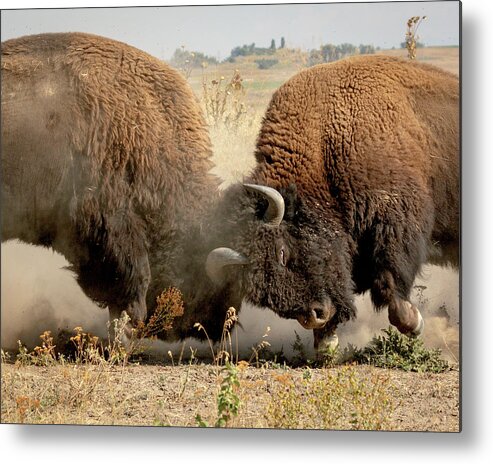 Buffalo Metal Print featuring the photograph Test of Strength by Jack Bell