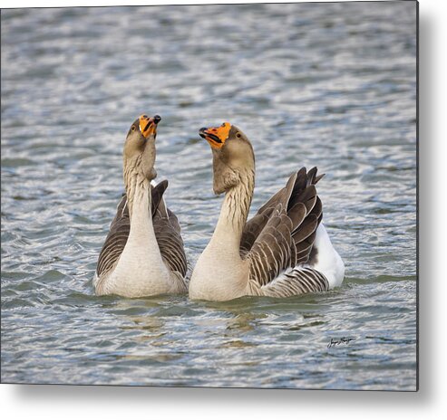African Goose Metal Print featuring the photograph The Goose and the Gander by Jurgen Lorenzen