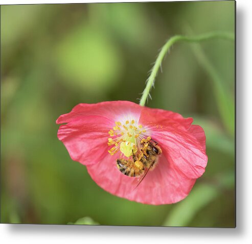 Shirley Poppy Metal Print featuring the photograph The Honey Bee and Poppy 2019 by Thomas Young