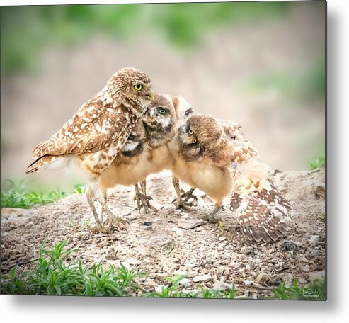 Burrowing Owls Metal Print featuring the photograph The Huddle by Judi Dressler