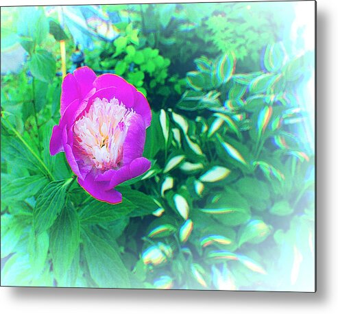 Peony Metal Print featuring the photograph The last Peony of the Season by Stacie Siemsen