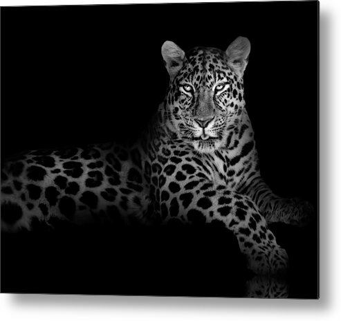 Background Metal Print featuring the photograph The Majestic Leopard by Mark Andrew Thomas