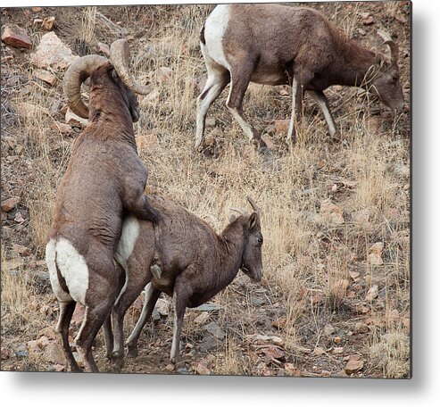 Mating Bighorn Sheep Photograph Metal Print featuring the photograph The Mating Game by Jim Garrison