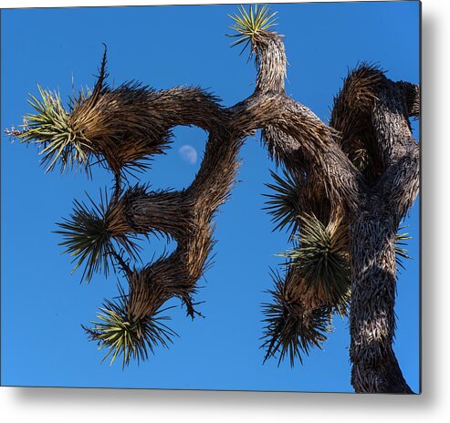 Joshua Metal Print featuring the photograph The Moon Through the Joshua Tree Joshua Tree California by Toby McGuire