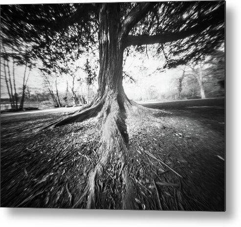  Metal Print featuring the photograph The old tree by Will Gudgeon