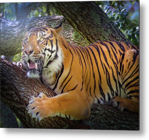 Tiger Metal Print featuring the photograph Tiger in a Tree by Mark Andrew Thomas
