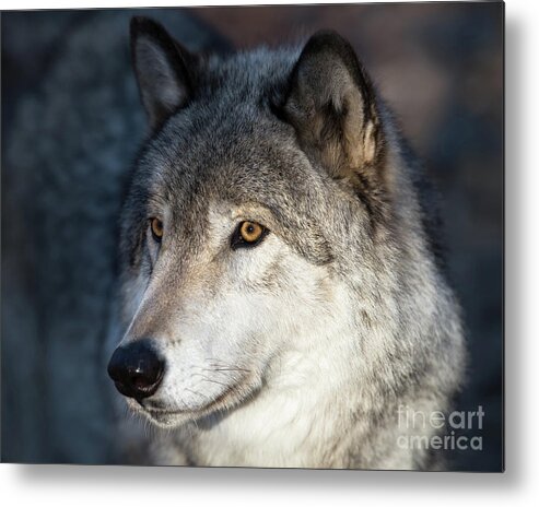 Wolves Metal Print featuring the photograph Timber Wolf - Portrait by Rehna George