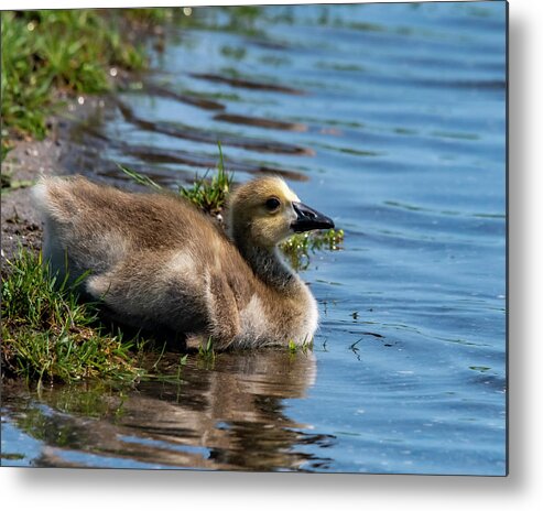 Gosling Metal Print featuring the photograph Time For A Swim by Cathy Kovarik