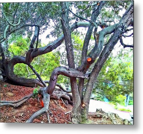Trees Metal Print featuring the photograph Trees Interlocking by Andrew Lawrence